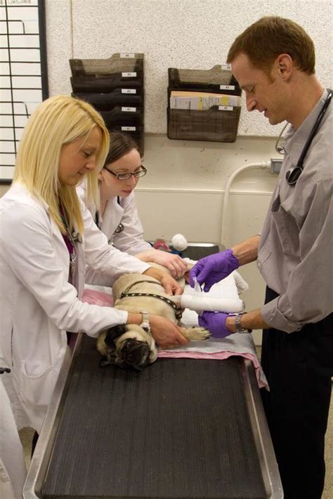 osu animal hospital columbus ohio.
